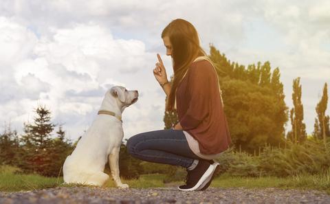 Puppy Training - What dogs can teach us about ourselves