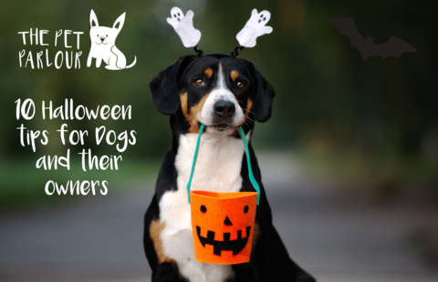 halloween safety for dogs and their owners