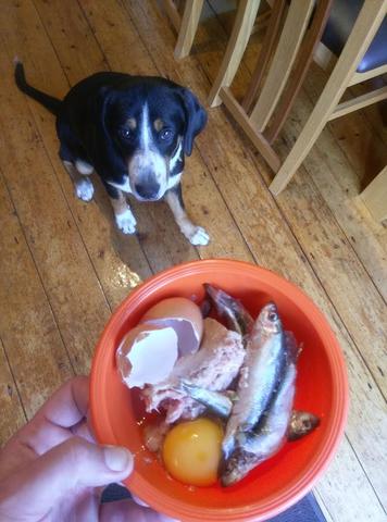 Pet Parlour Terenure Dublin Raw Dog Food Online Raw Meal