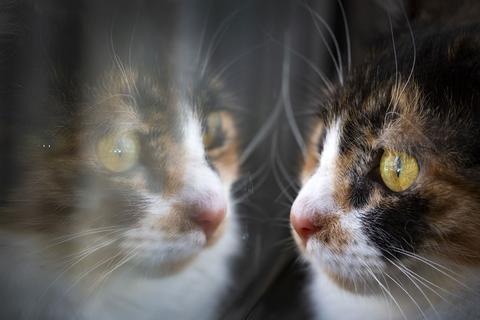 The difference between cats and dogs