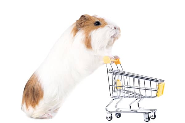 buy small pet food products - Dublin, Ireland