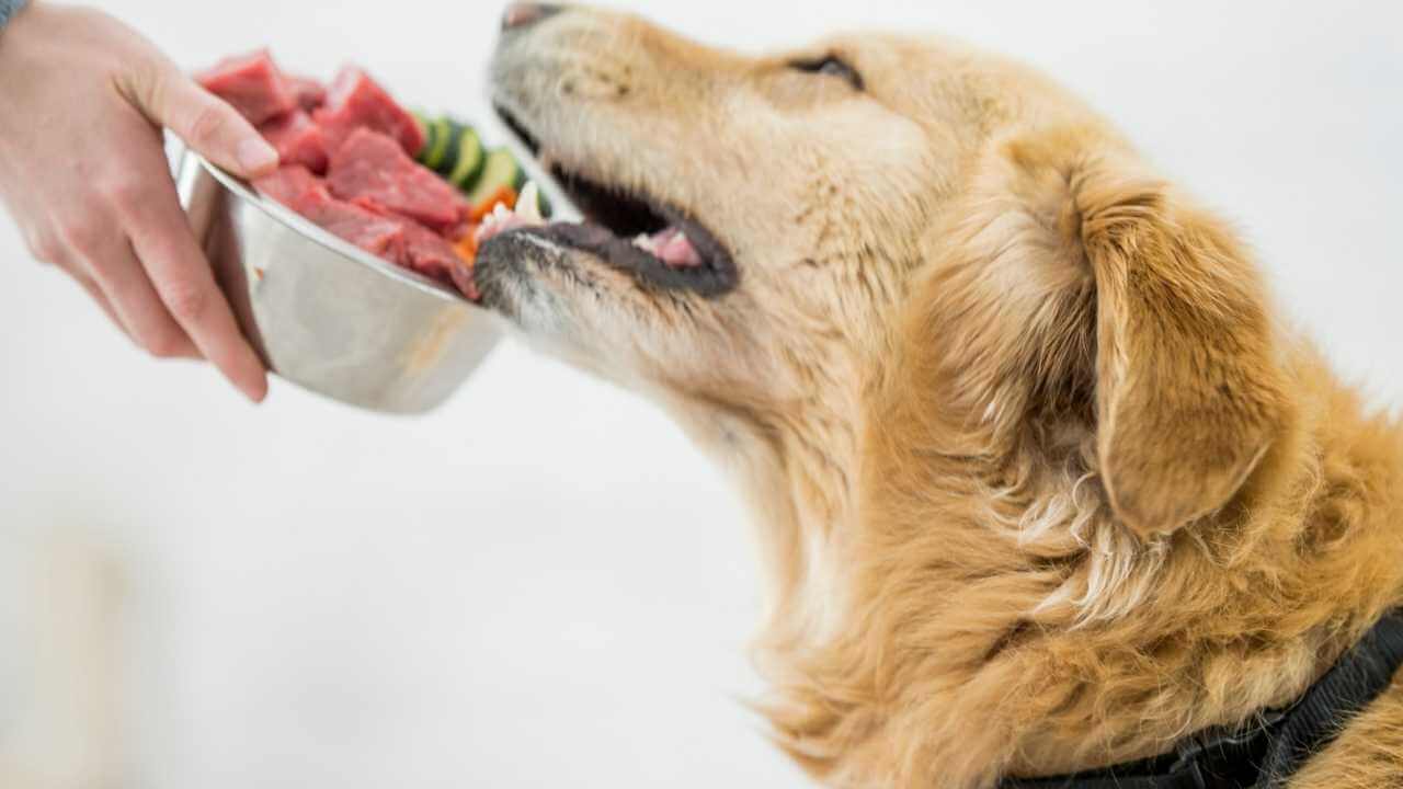 Should you feed your dog raw meat?