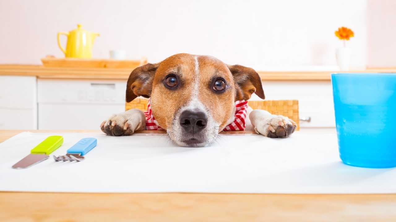 Should you feed your dog raw meat?