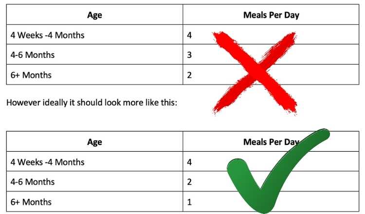 How many times a day should you feed your Dog?