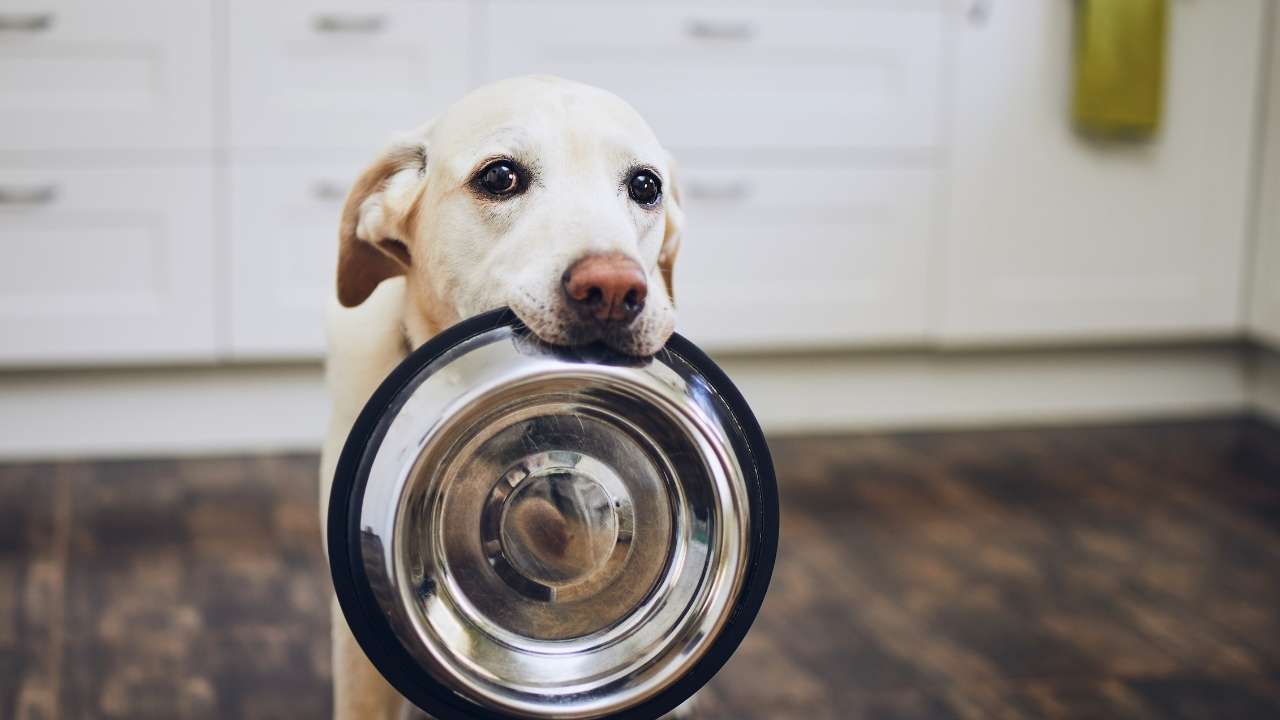 What are the benefits of a grain free diet for a dog?