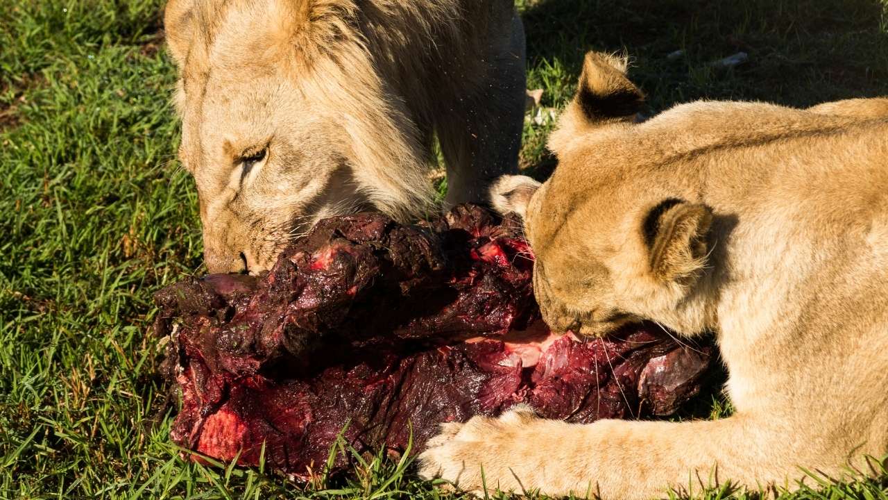 Feeding your outlet cat raw meat