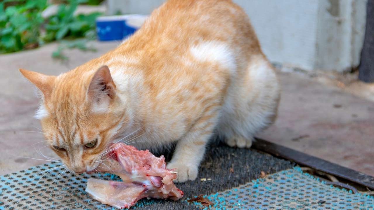 Should you feed clearance your cat raw meat