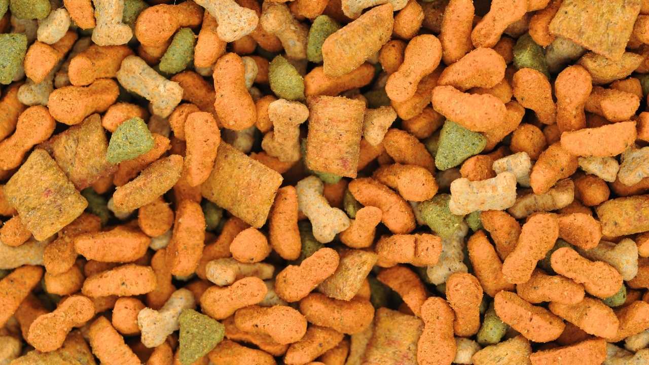 Processed Dog Food and its Effect on your Dog’s Gut Health