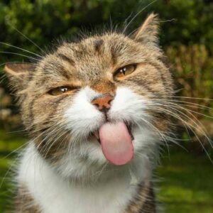 fussy cat sticking its tongue out
