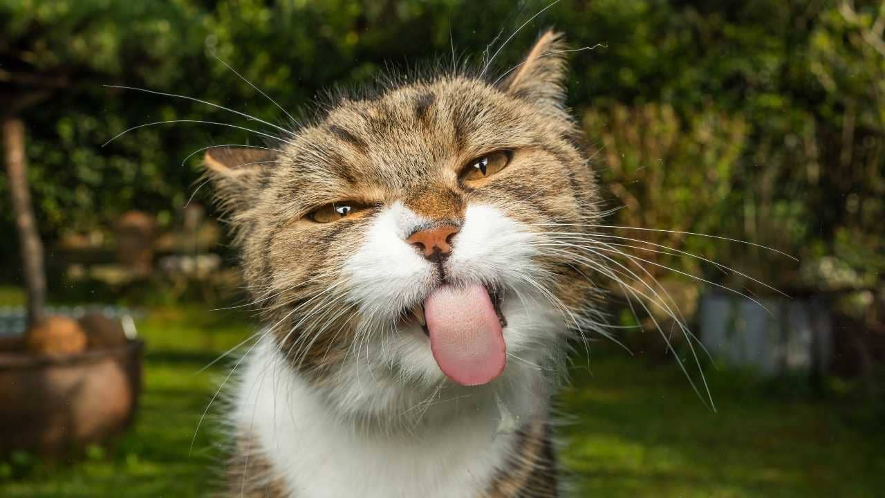 fussy cat sticking its tongue out