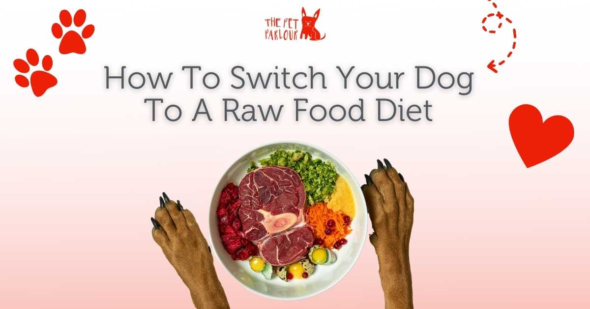 how to transition to raw dog food