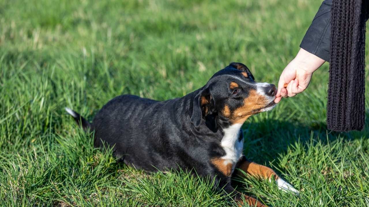 How to train your dog correctly