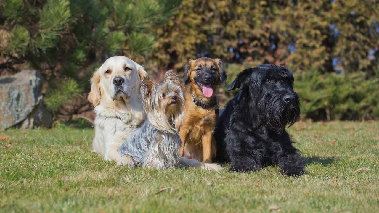 Picture of four dogs for an article