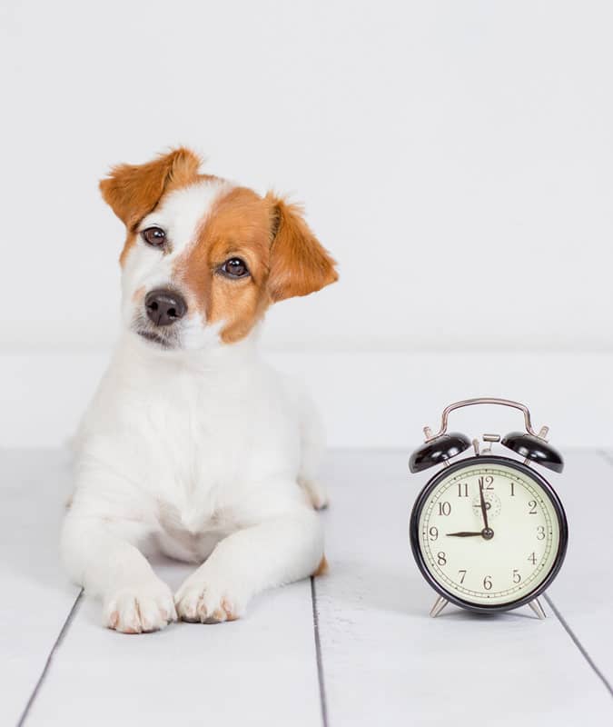 Image of dog waiting for its Pet Parlour dinner