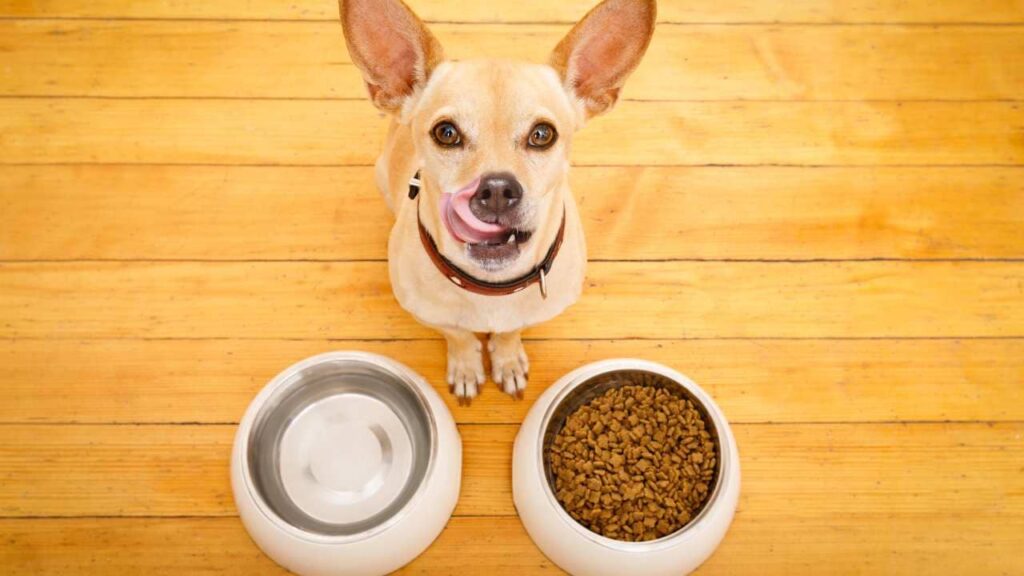 Disadvantages of grain free dog food best sale