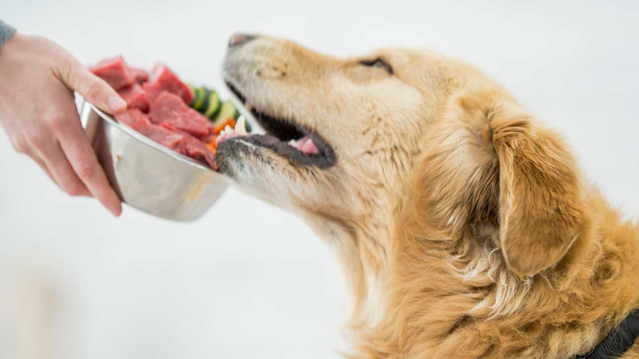 dog happy getting fed raw dog food image