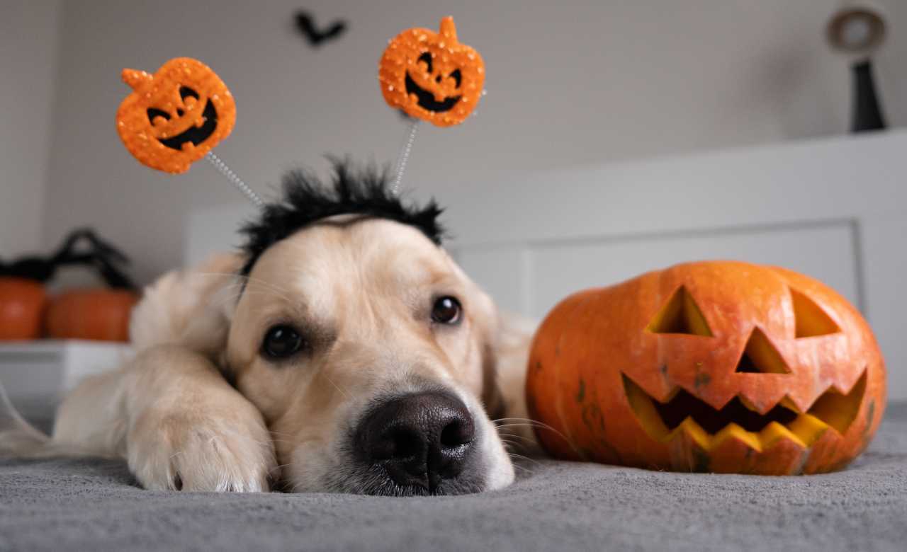 Halloween Top Tips for Dog Safety