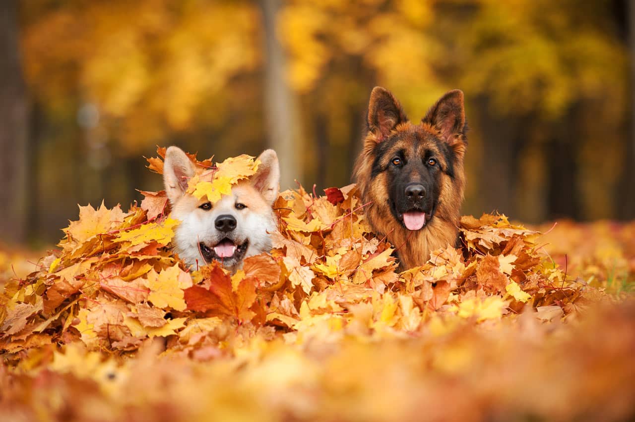 how to care for your dog in four seasons