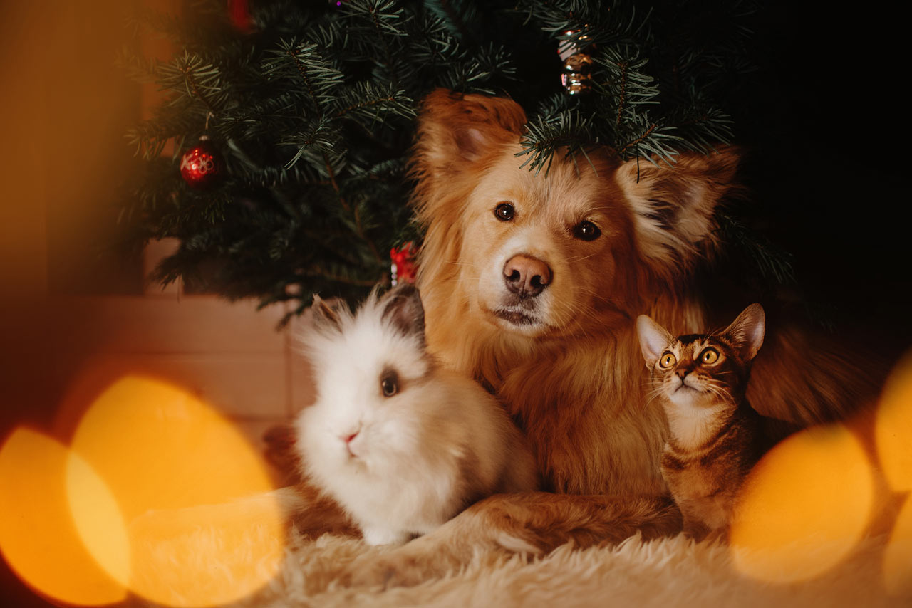 how to look after your pets at christmas