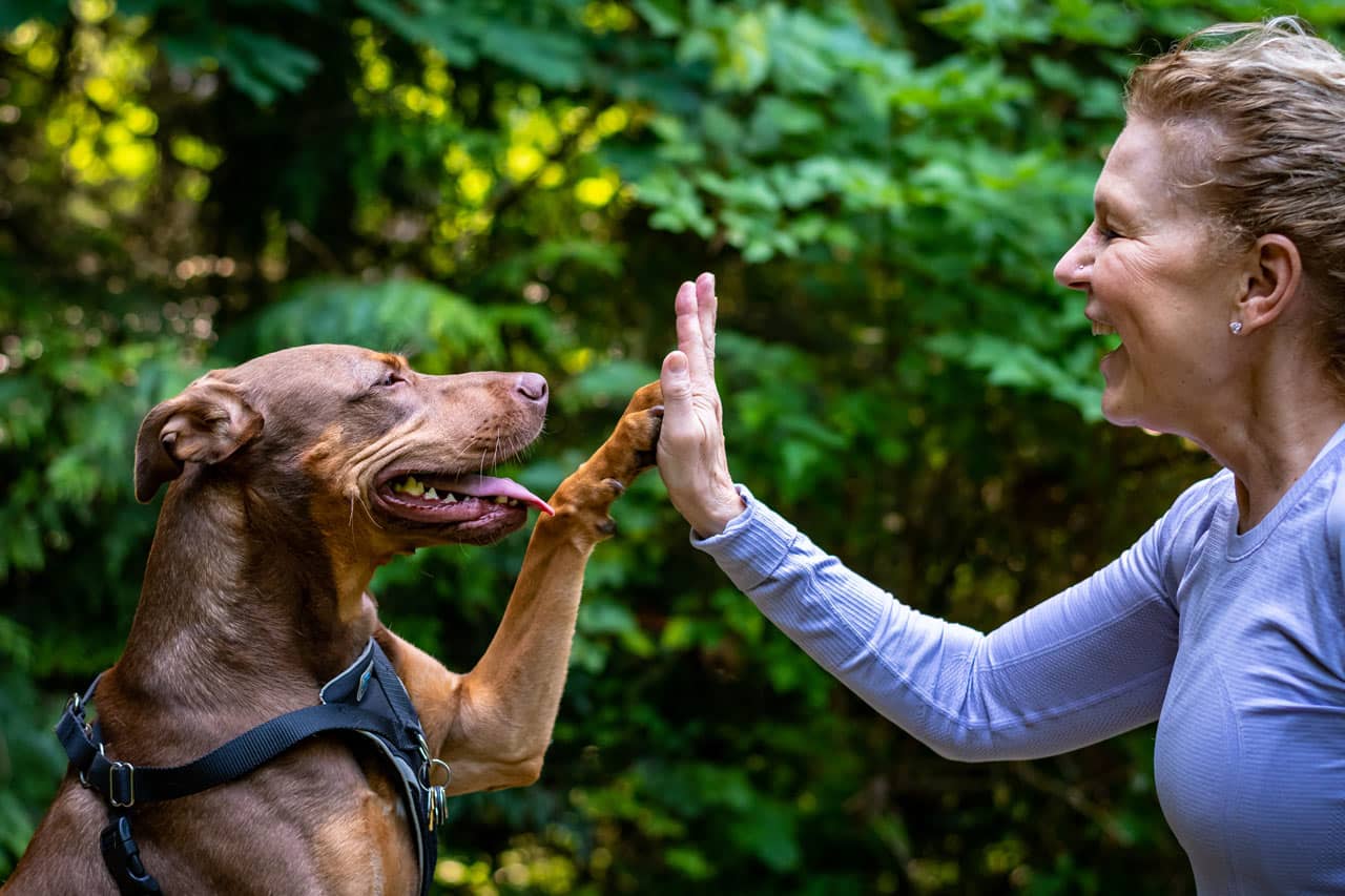 Spring Into Action: How to Detox Your Dog’s Diet After Winter