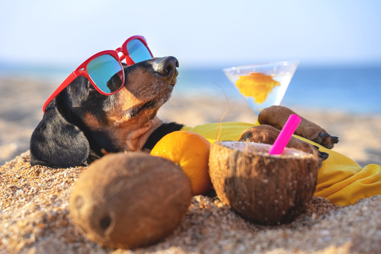 dog care guide for irish summer