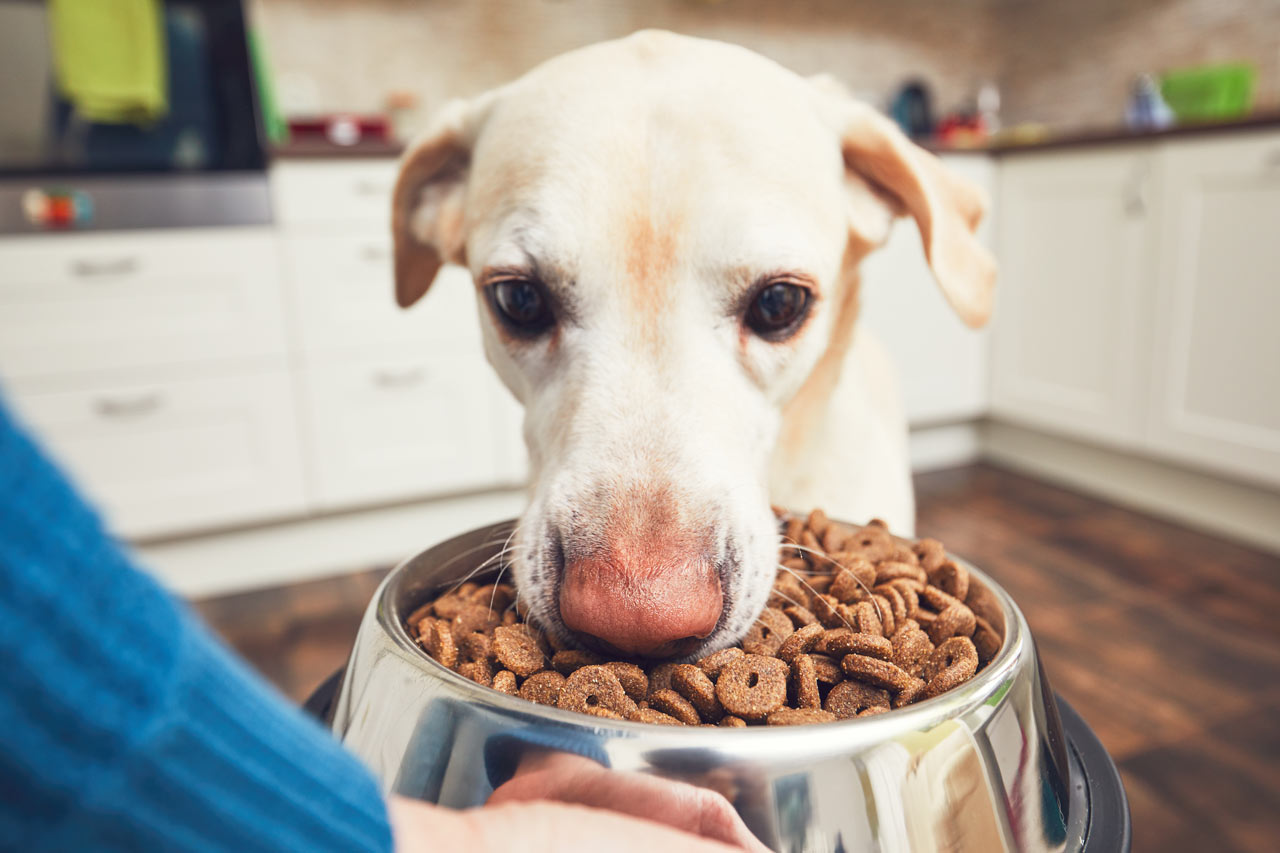 Is Grain-Free Dog Food Right for Your Dog? A Complete Guide for Irish Pet Parents