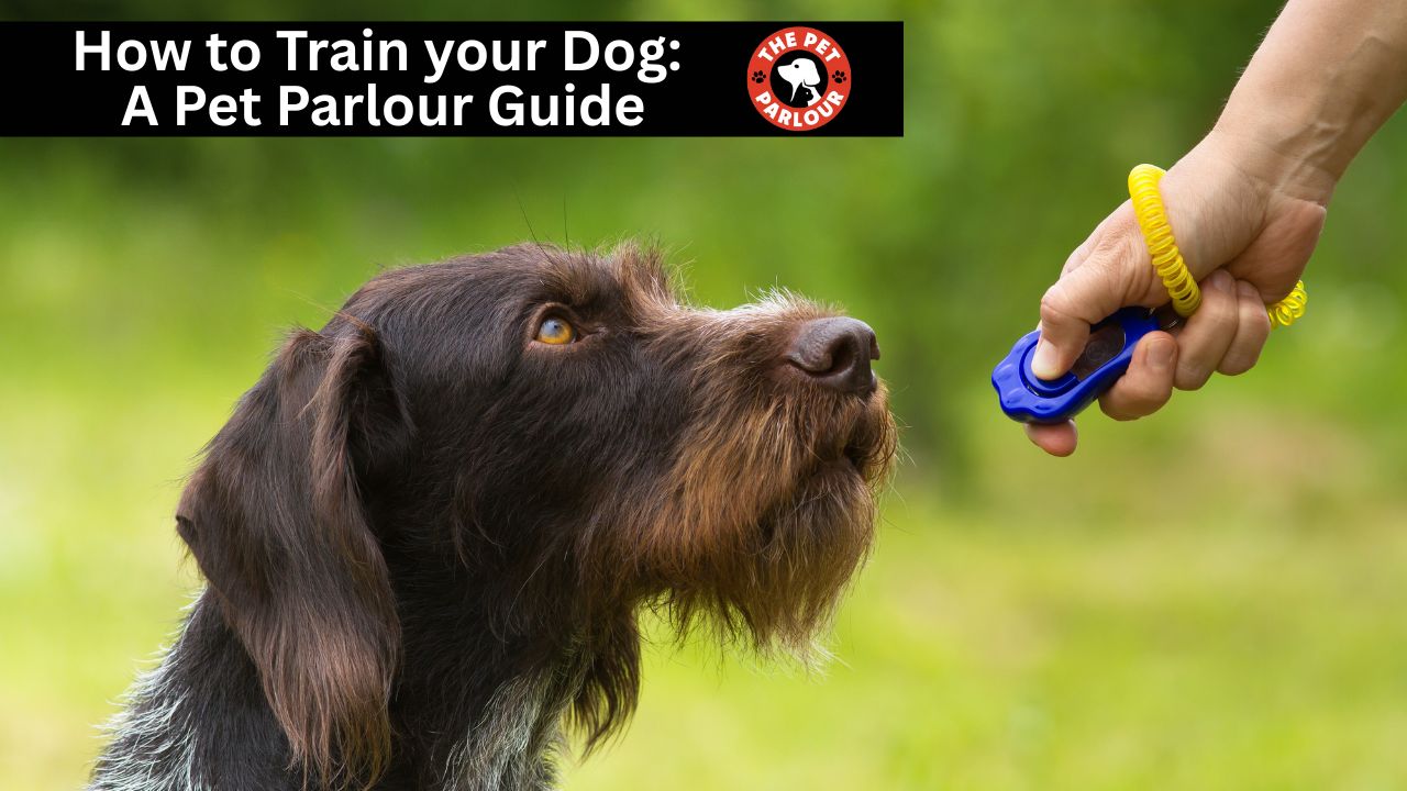how to train your dog a pet parlour guide