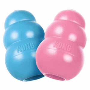 kong puppy