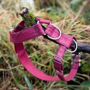 wild piccolo dog y harness red