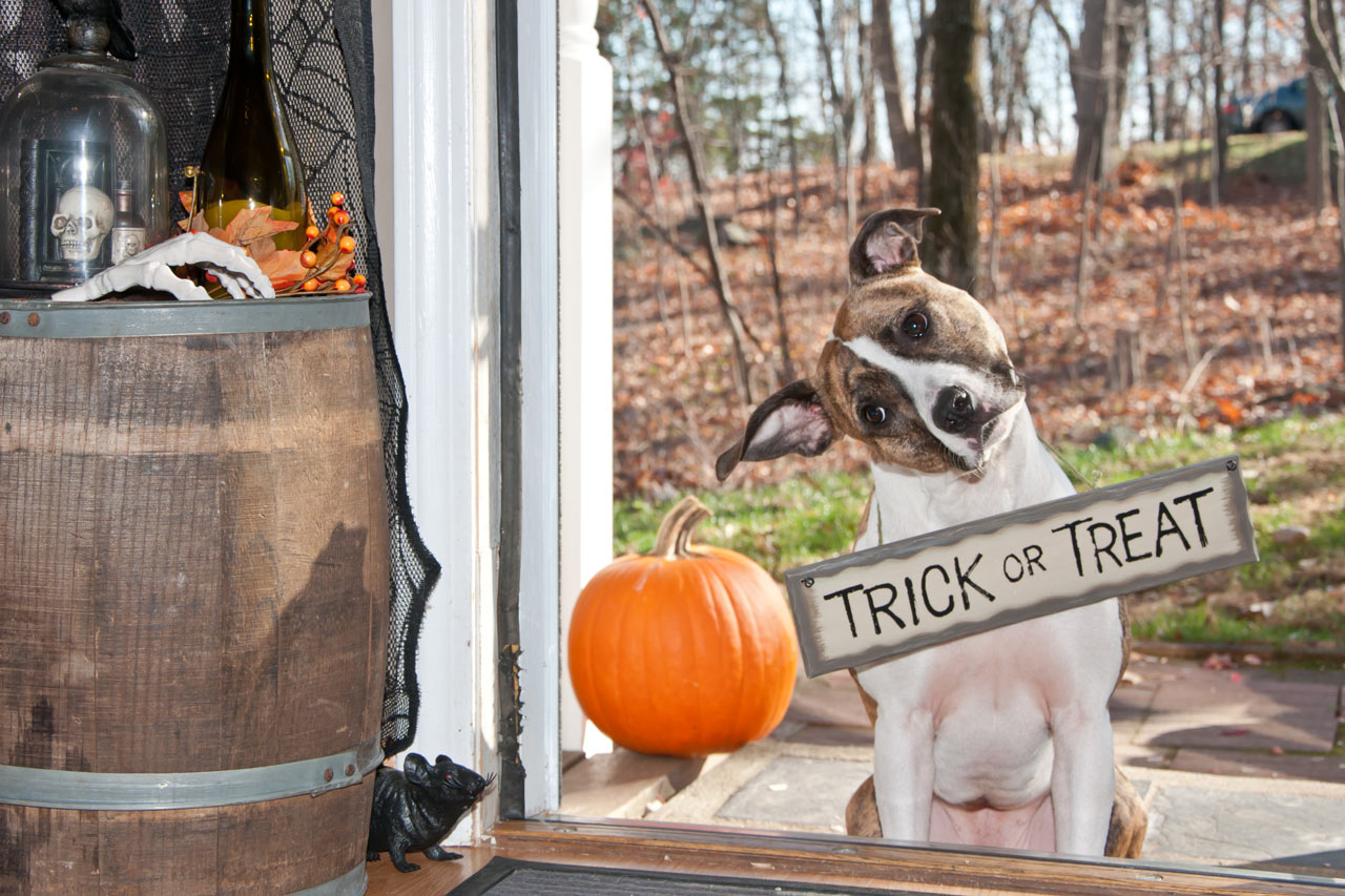 Halloween & Dogs: keep your canine calm and safe this spooky season