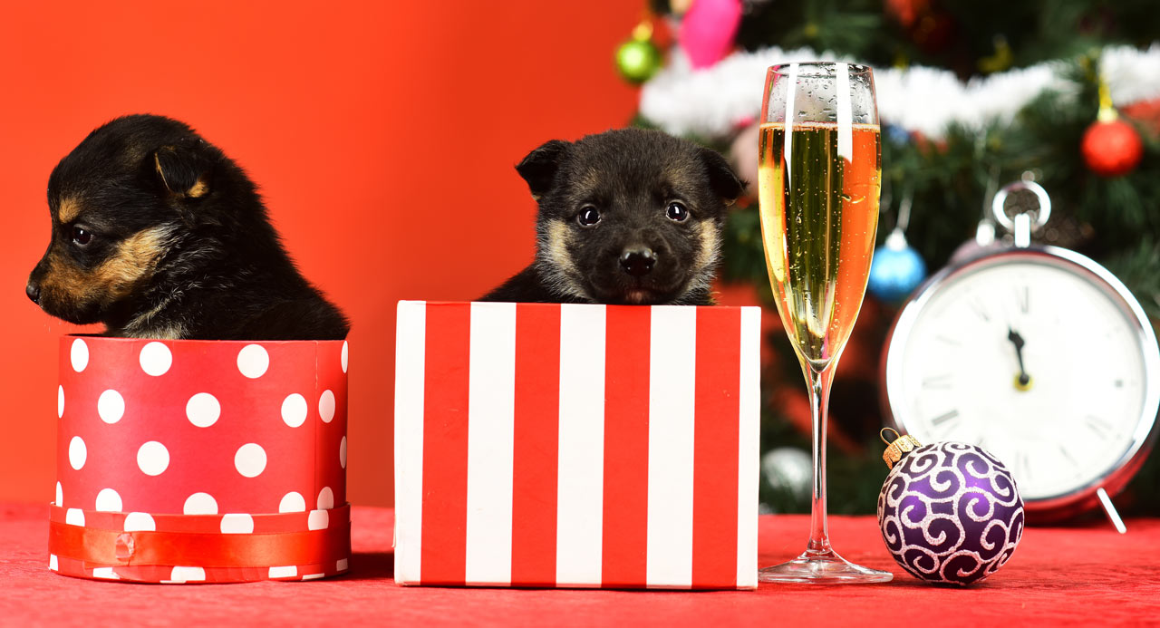 What Do I Need for a New Puppy?