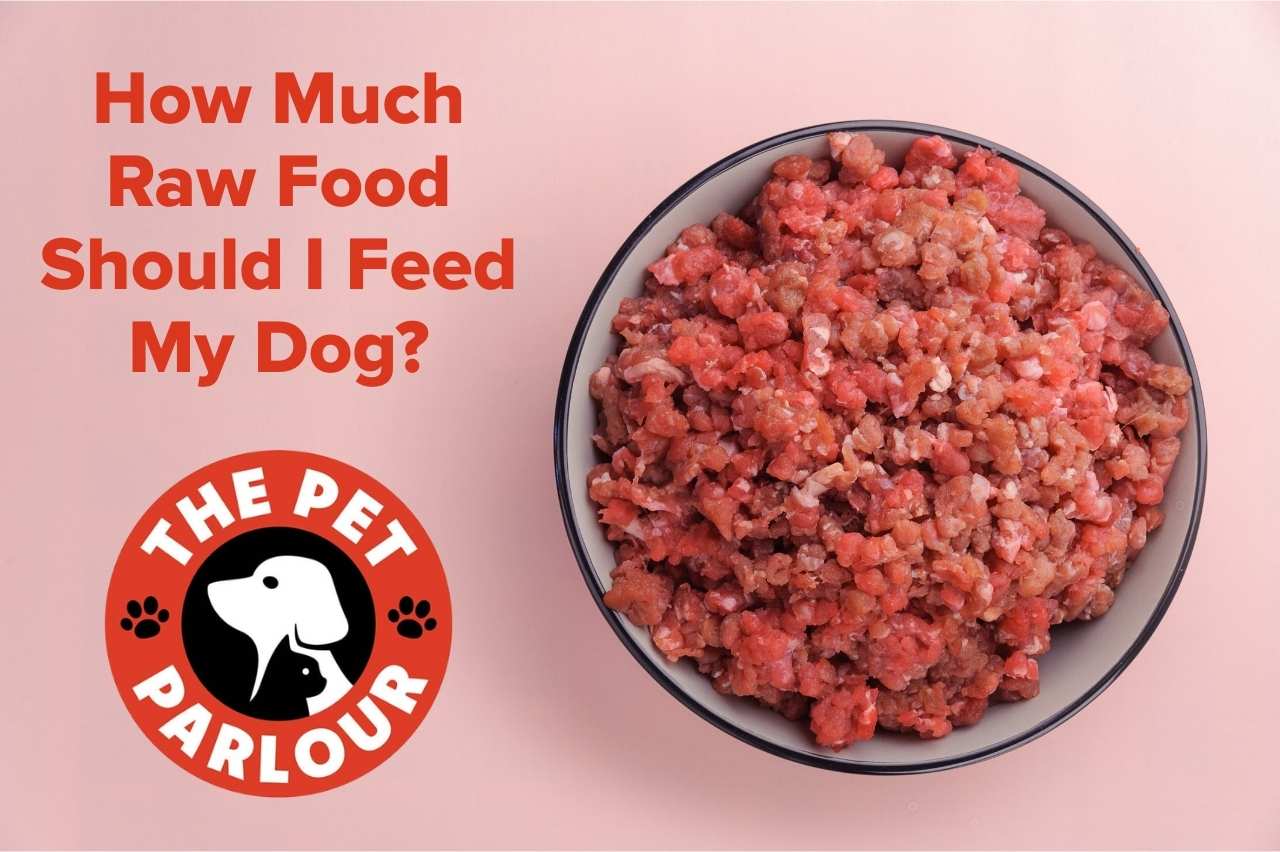 How Much Raw Food Should I Feed My Dog?