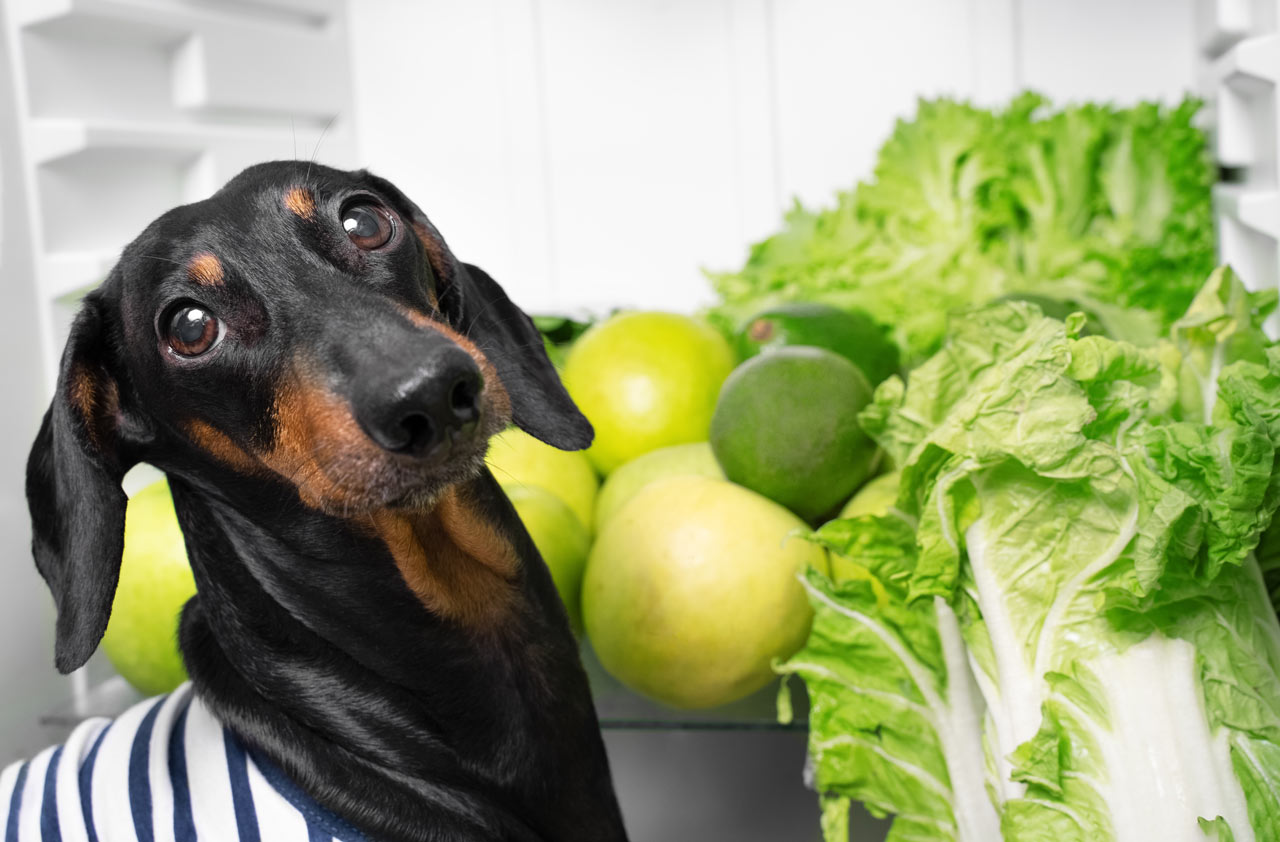 Can Dogs Eat Avocado? What Veterinary Toxicologists Actually Say